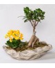 Dekoratif Saksıda Ficus Gingsey Bonsai ve Kalanchoe